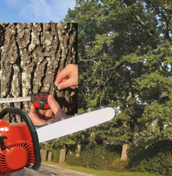 Aizkraukles novada Skrīveru pagastā lielāko daļu no 11 vairāk nekā gadsimtu vecajiem ozoliem paredzēts… nozāģēt.