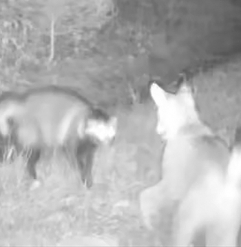 Meža kamera nofilmējusi lūša un jenotsuņu tikšanos. Meža kamera nofilmējusi lūša un jenotsuņu tikšanos.