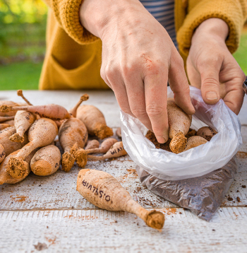 Ja dāliju ceru sadala jau rudenī, gumi glabājot aizņem mazāk vietas.