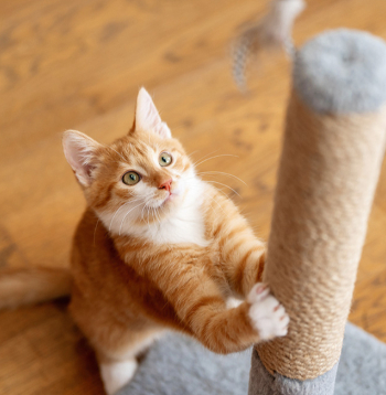 Kāds pūkainis vairāk iecienījis sizala virves vai gofrēta kartona nagu asināmo, cits izvēlas tapetes un mīkstās mēbeles. 