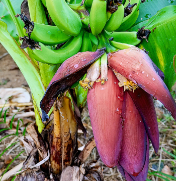 Pundurbanāns (Musa acuminata) ražo saldus ēdamus augļus.