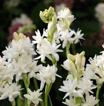 Tuberozes ‘The Pearl’.