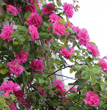 Roze 'Zephirine Drouhin'.