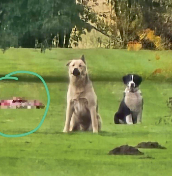 Modra suņi. Glābšanas dienesta foto.