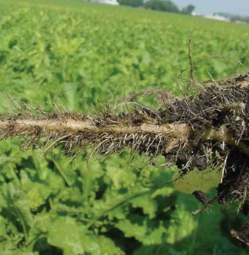 Stipri inficētos laukos uz bietēm savairojas daudz daļēji nekrotizētu mazu saknīšu (angliski tos sauc par sāls un piparu bārdu), kas arī devis nosaukumu slimībai (rizomanija – sakņu trakums).