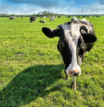 Šī gada 31. oktobrī dāņu laikraksts "Jyllands-Posten" publicēja rakstu, kurā vēstīja, ka daudzi dāņu zemnieki satraukušies – viņu govis atsakās ēst, samazinās to piena ražība, dzīvnieki novājē, dažos gadījumos pat sabrūk vai arī saimnieki spiesti tās likvidēt. Zemnieku aizdomas kritušas uz piena govju lopbarības piedevu "Bovaer", ko no oktobra sākuma visiem piena govju īpašniekiem Dānijā bija jāsāk lietot obligāti.