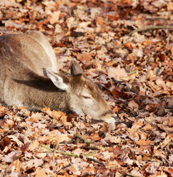 Dažas slimības ir nāvējošas ne tikai dzīvniekiem.