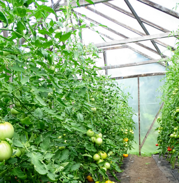 Indeterminantie tomāti var pārsniegt divu metru garumu, tāpēc tiem nederēs nelielas zemas siltumnīcas.