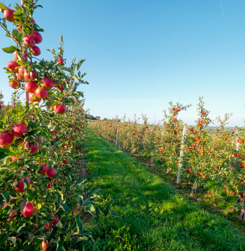 Komercdārzos ābeļu mūžs nav garš.
