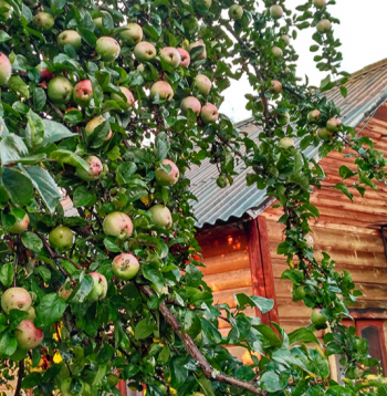 Vecās ābeles pie lauku mājām auga lēni, toties dzīvoja pat gadsimtu.