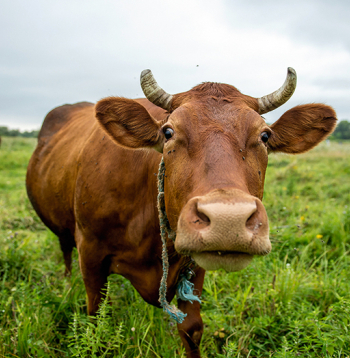 Ilustratīvs attēls.