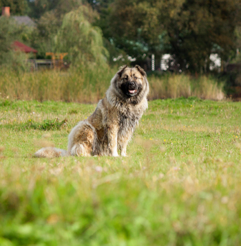 Kaukāza aitu suņiem piemīt iedzimts sargāšanas instinkts, tomēr šai šķirnei vajadzīgs pieredzējis un pārliecināts saimnieks.