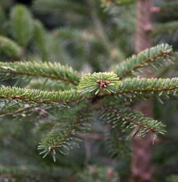 Svētku eglīti, ko pārnest mājās, "Latvijas valsts mežos" droši var meklēt meža ceļu malās, kvartālstigās, grāvju malās, zem elektrolīnijām, kā arī pieaugušā mežā zem lielajiem kokiem. Izvēlētās eglītes augstums nedrīkst būt lielāks par trim metriem, bet celma diametrs nedrīkst pārsniegt 12 cm.