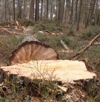 Nozāģētās priedes izmēri liecina, ka tā varētu būt bijusi dižkoks, 
