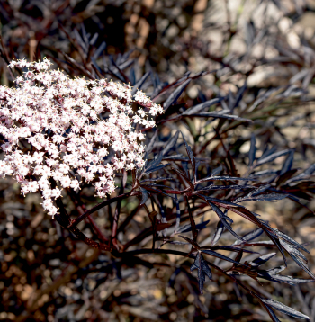Melnais plūškoks (Sambucus nigra).