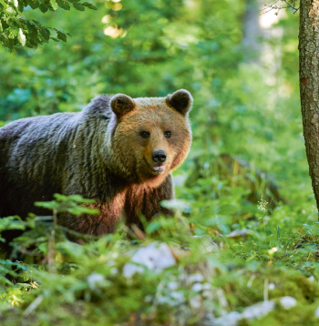 Lāčus Latvijā medīt nedrīkst!