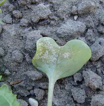 Rapšu neīstā miltrasa.