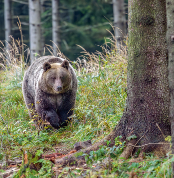 Lācis Latvijā nav medījams!
