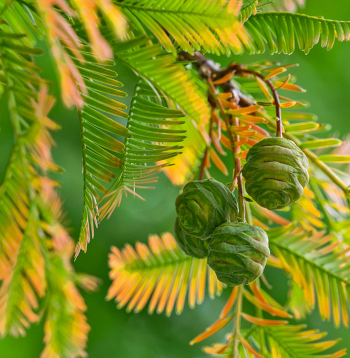 Metasekvoja neprasa nekādu īpašu kopšanu, izņemot vēja aizsardzību ziemas mēnešos.