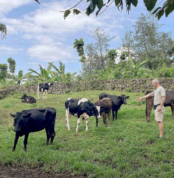 Jānis iepazīst Ruandas piena devējas. Zāle te ir zaļa visu gadu, un siena talkas nepazīst.