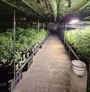 Talsu novadā likvidēta liela apjoma marihuānas audzētava.