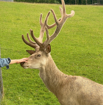 Brieži mūsdienās ir ne tikai peļņas objekts – tie ir skaisti un sniedz mums nepastarpinātu saikni ar dabu.