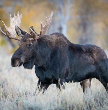 Alnis. Ilustratīvs attēls.