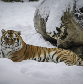 Tīģeris Rīgas Zooloģiskajā dārzā.