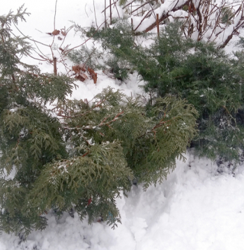 Apsniguši skujeņi.