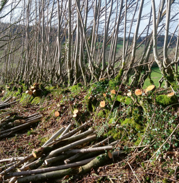 Kurināmajai koksnei apsaimniekots robeždzīvžogs.