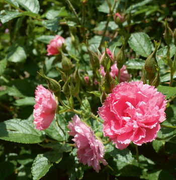 'Pink Grootendorst'