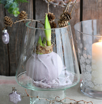 Parafīna “mētelīšos” tērptos podiņus var likt arī svētku dekoros, sīpolus izceļot kā īpašus akcentus.