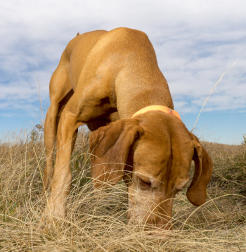 Asinspēdu meklēšana.