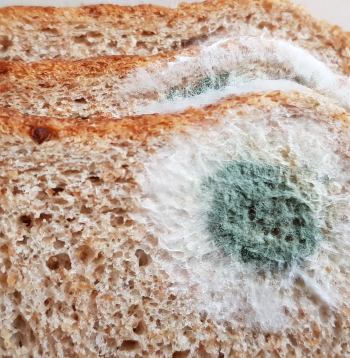 Iepelējusi maize, pelējumsn.