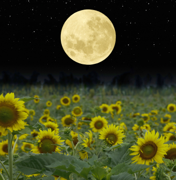 Katru mēnesi 27 diennaktīs Mēness debesjumā atkārto Saules gada ceļu. 