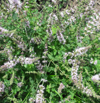 Zemeņu mētra sasniedz 30 cm augstumu. Veido ļoti kuplu krūmiņu ar smalkām, grubuļainām lapiņām un garām smalku, gaiši violetu ziedu vālītēm. Labi sader kopā ar kaltētām ogām, lieliski papildina dažādus deserta ēdienus. Tēja iegūst zemeņu ogu aromātu.