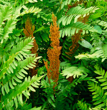Paparde 'Osmunda Regalis'.