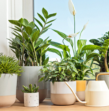 Telpaugi piešķir mājīgumu, taču to labsajūtai nepieciešama pareiza kopšana.