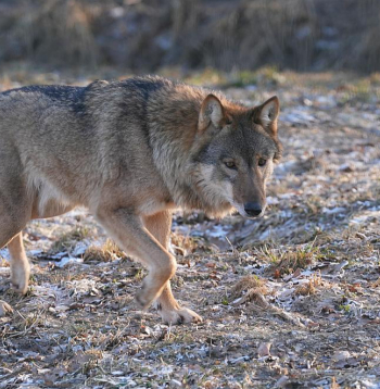 Pelēkais vilks Rīgas Zooloģiskā dārza filiālē "Cīruļi".