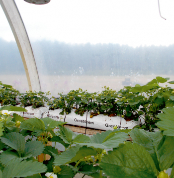 Ja lapu dzeltēšana vai mozaīkas raksta veidošanās notiek lokāli, nav jāsteidzas mainīt barības šķīduma recepti – tas var būt mitruma trūkums vai pārmērīgs daudzums laistīšanas sistēmas bojājuma dēļ.