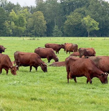 Embriju transferences metode izmantota arī, lai saglabātu unikālās Latvijas Brūnās un Latvijas Zilās govs šķirnes, kādu citur pasaulē nav.