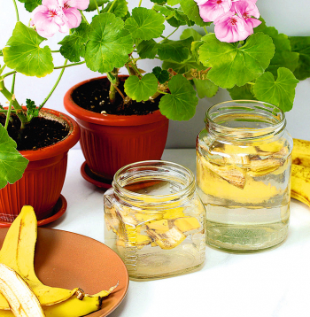 Lai augi varētu uzņemt kāliju, banānu mizas dažas dienas izmērcē ūdenī.