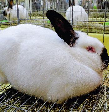 Kalifornijas šķirnes trušus iesaka izvēlēties iesācējiem.