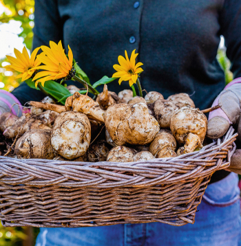 Topinambūrs ir viegli audzējams un neizvēlīgs augs, kas labi aug gandrīz jebkurā dārza augsnē, īpaši saulainās un siltās vietās.