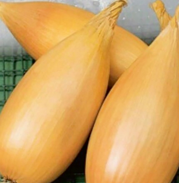 Sīpoli  'Lyubchik'.