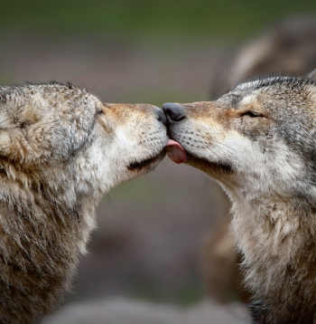 Vilku intelekts ir daudzslāņains un adaptīvs. Tas balstās sociālajā koordinācijā, komunikācijā un problēmu risināšanā, nevis cilvēciski vienkāršotā izpratnē par gudrību vai prasmīgu medīšanu vien.