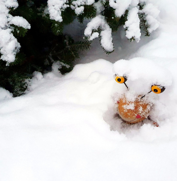 Pašreizējā sniega sega pasargā gan gliemežus, gan kukaiņus. Kukaiņu un ērču izsalšanai nepieciešams vismaz divu nedēļu ilgs kailsals un vismaz mīnus 20 grādu gaisa temperatūra.