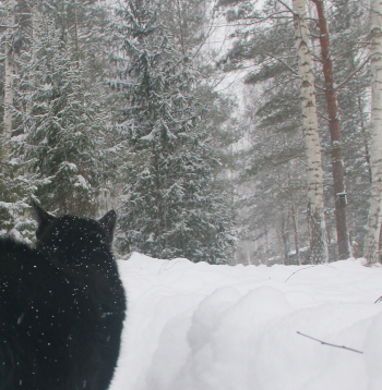 Kaķis ziemas ainavā.