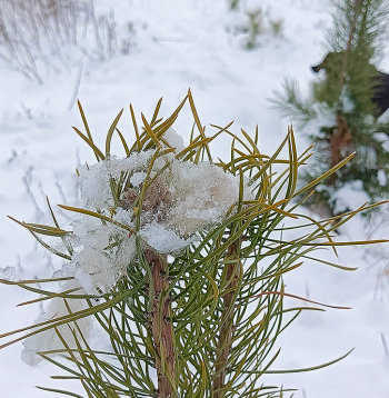 Priedes galotnes aizsardzība ar aitas vilnu.