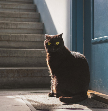 Iespējams, kaķa saimnieki dzīvo turpat kaimiņos.